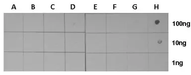 Anti-Histone H3K27ac (Acetyl Lys27) antibody used in Dot blot (Dot). GTX128944
